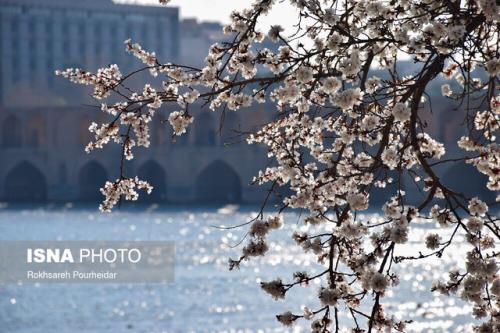 میر نوروزی، کلاه بوقی، گل های سرخ